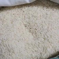 برنج ایرانی هاشمی
