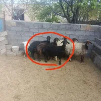 سه راس میش افشار درجه یک