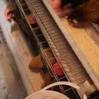 مرغ تخمگذار محلی گلپایکانی همراه قفس