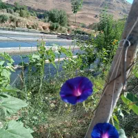 به  نیروی کار در پرورش ماهی در شهر ناغان نیاز دارم