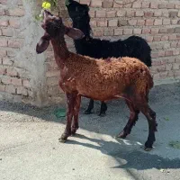 دوتا بره یکی نر یکی ماده