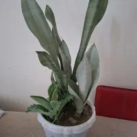 سانسوریا مهتابی
