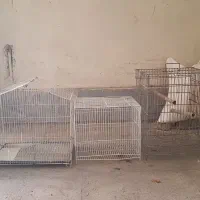 ۳ عدد قفس فروشی