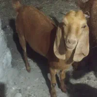ابستن