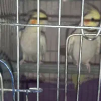 طوطی عروس هلندی