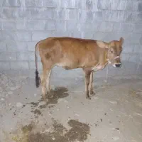 دو عدد گوساله ماده داشتی جنس خوب