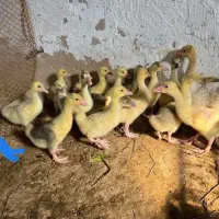 جوجه غاز ۲۵روزه ۱۰۰عدد