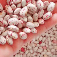 لوبیاچیتی دانه درشت
