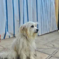 شیتزو شناسنامه دار
