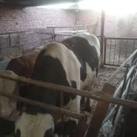 گاو نر گوشتی