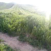 زمین کشاورزی دیم دهنو مهدی‌آباد آورزمان