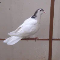 کبوتر گل پنبه ای