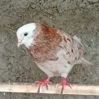 کبوتر پشدار