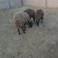 یک‌عدد‌بره‌نر با‌دو‌عدد‌بره‌ماده