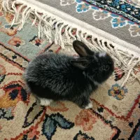 بچه خرگوش ناز نازی