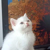 واگذاری گربه پرشین سفید