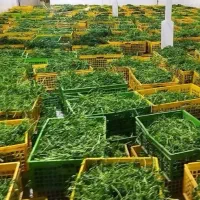 تولید و پخش سبزی شسته‌شده درجه یک مستقیم از کارگاه