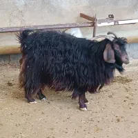 بزخشک|حیوانات مزرعه|گچی, |دیوار