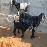 یک رس بز دقلو