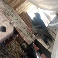 کبوتر معاوضه
