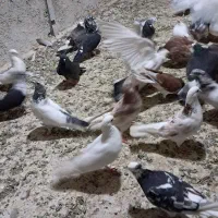 چند جفت کفتر حوب به شرط