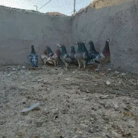 ده تا کفتر سبزو پولک قورگی مسافتی بهترین نسل