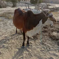 گاو|حیوانات مزرعه|تلنگ, |دیوار