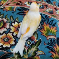 قناری|پرنده|شیراز, گویم|دیوار