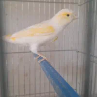 فروش تعدادی قناری نرو وماده