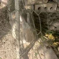 خرگوش|موش و خرگوش|مرودشت, کوشک|دیوار