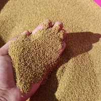 بذر سردسیری