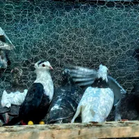 کبوتر خانگی
