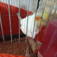 عروس هلندی جوجه