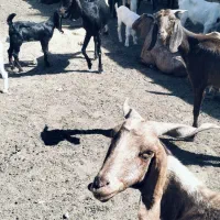 ۶۰ عدد بز  داشتی و گوشتی