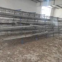 قفسه مرغ تخمگذار