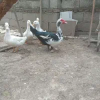 اردک هلندی اسرائیلی