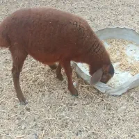 بره و کهر