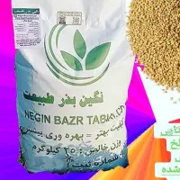 بذر یونجه با کیفیت تضمینی رنجر و همدانی و بومی