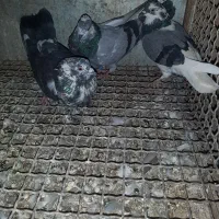 کبوتر پرشی