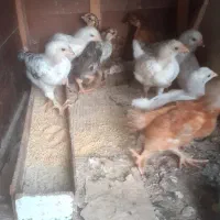 جوجه مرغ محلی ۴۰ روزه