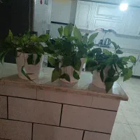 گل طبیعی پتوس