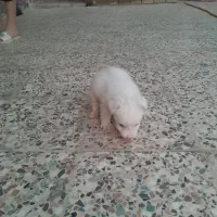 سگ پامر