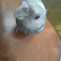 جوجه البینو 2ماهه