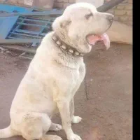 سگ خراسانی نر