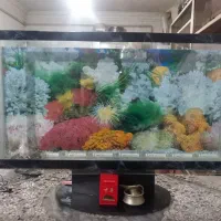 آکواریوم(طرح ال ادی) خاص وشیک