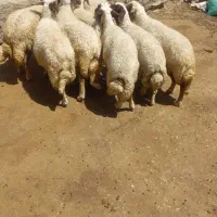 گوسفند سنجابی اصیل