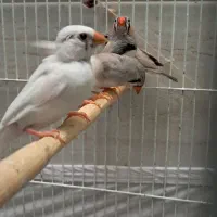 فنچ