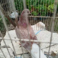 کبوتر