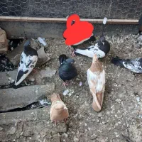 کبوتر