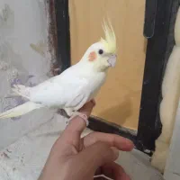 عروس‌هلندی‌